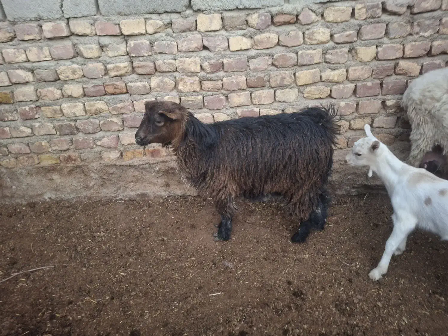 کره ماده|حیوانات مزرعه|کرباسک, |دیوار