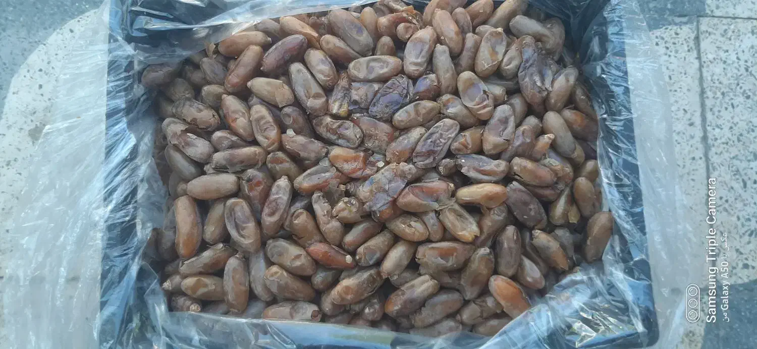 خرما شاهانی خفر|عمده‌فروشی|خفر, |دیوار