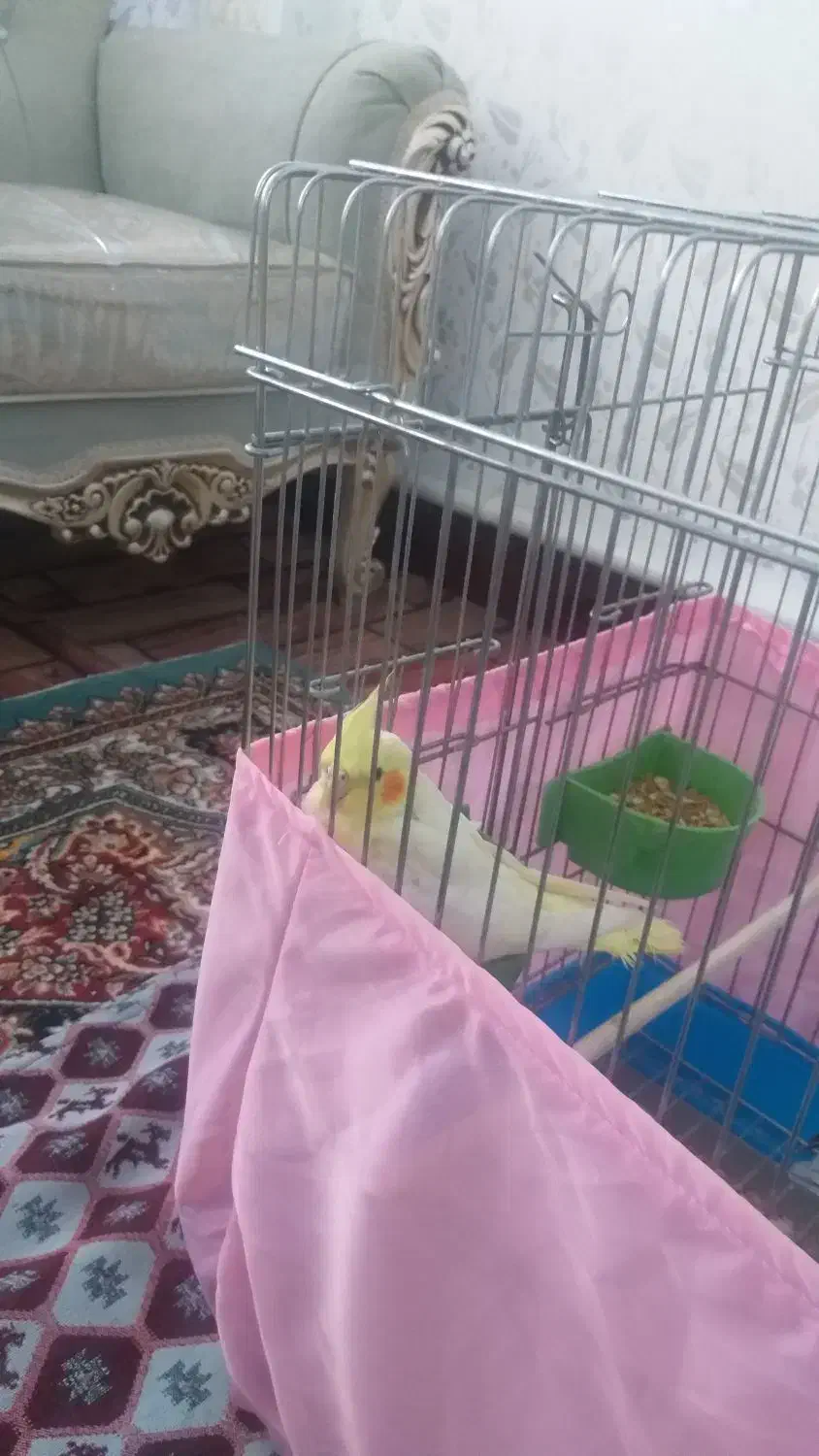 عروس هلندی|پرنده|مشکین‌دشت, |دیوار