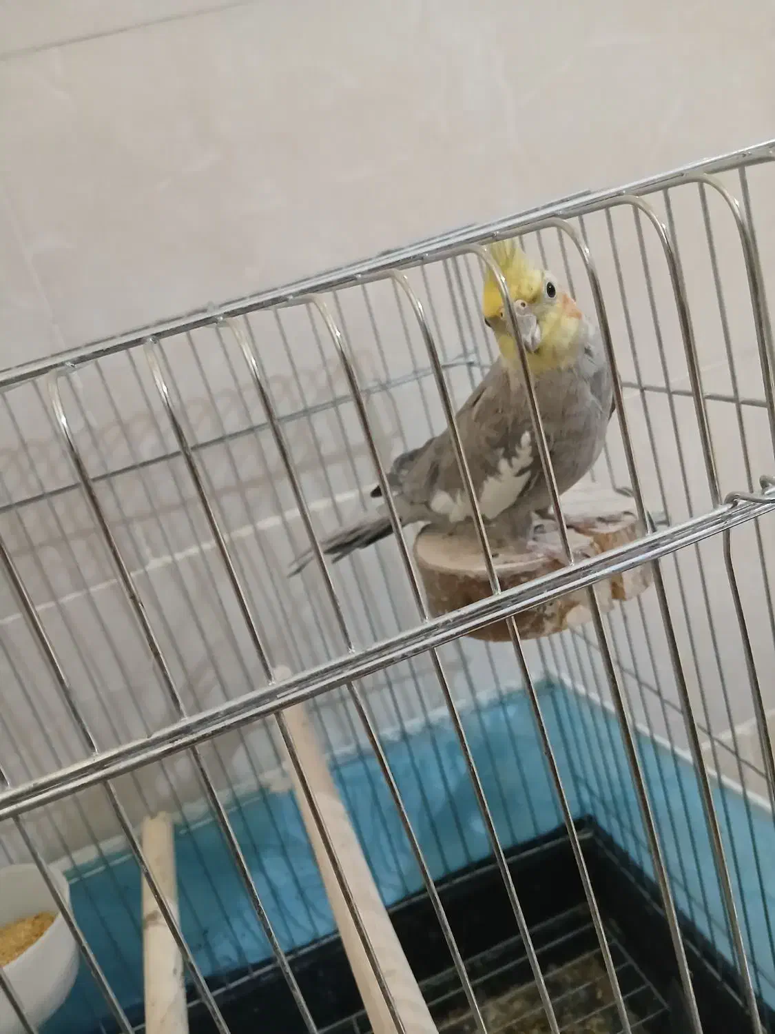 عروس هلندی نر ۱۰ ماهه|پرنده|قزوین, |دیوار