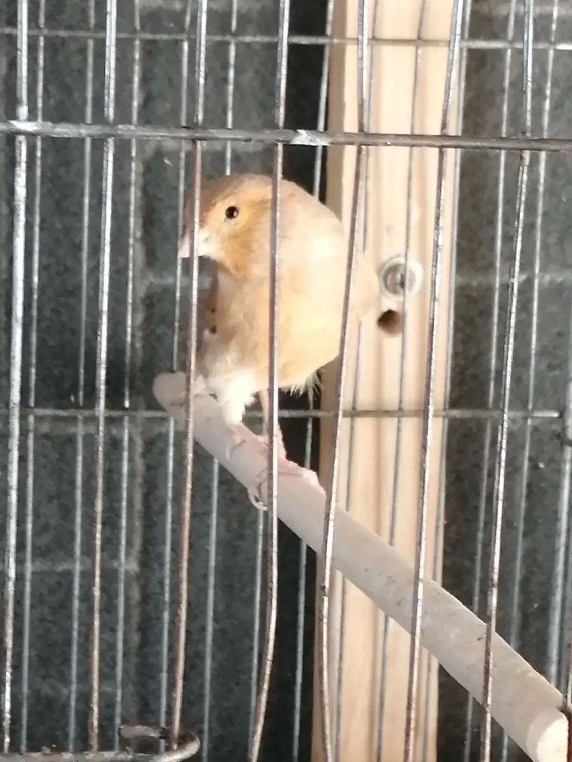 قناری نر|پرنده|شیراز, سلطان آباد|دیوار