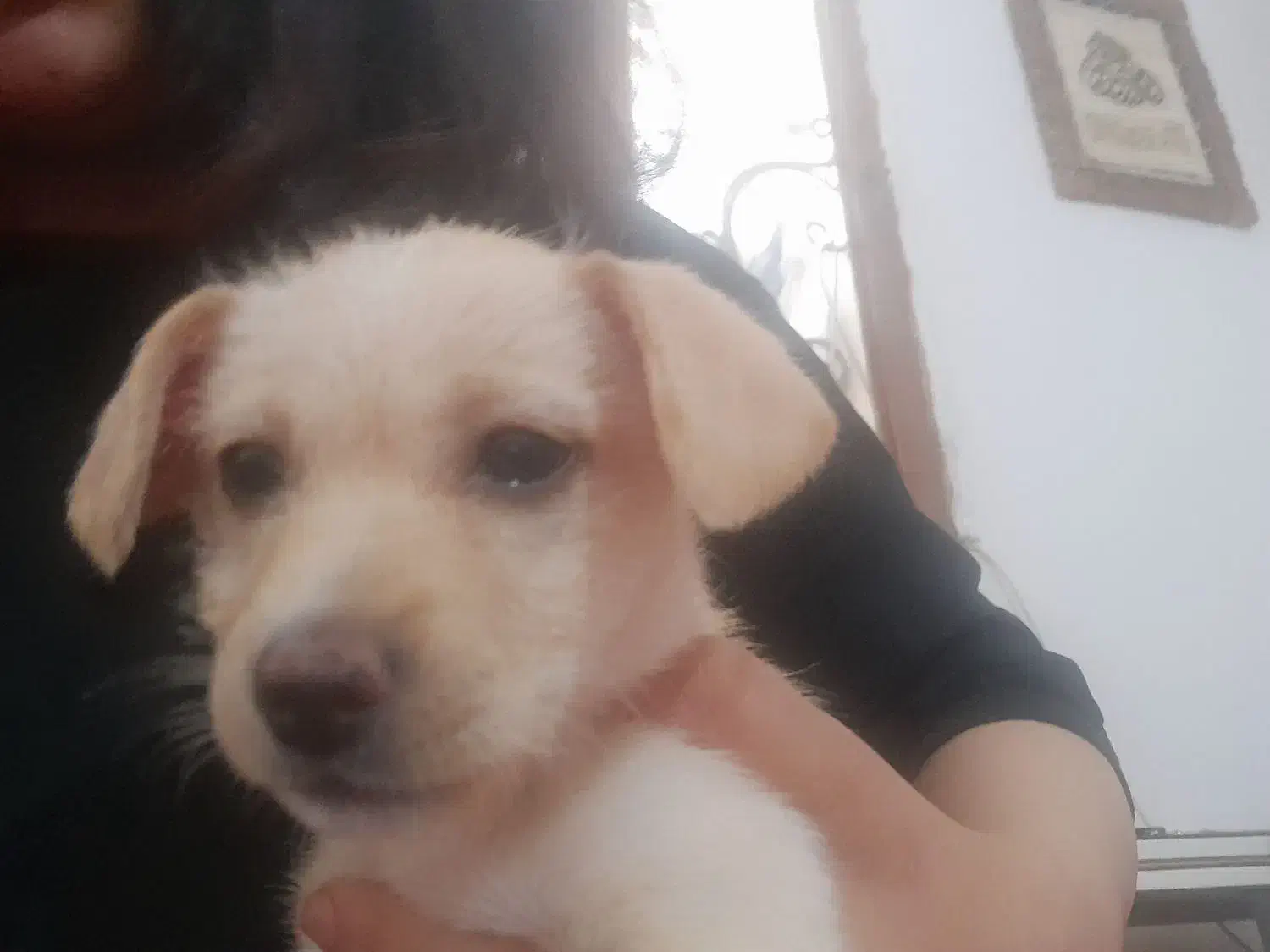 سگ پاپی|سگ|مشهد, شهید قربانی|دیوار