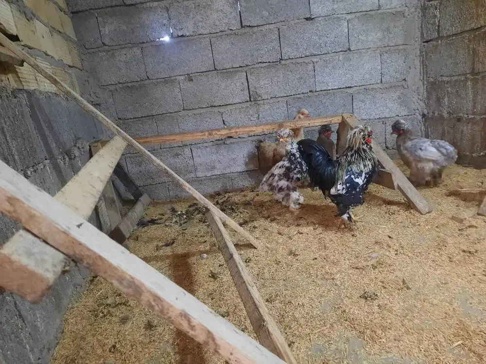 مرغ و خروس سلطان|حیوانات مزرعه|لاهیجان, بازکیاگوراب|دیوار