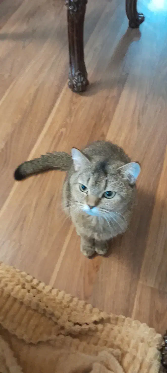 گربه بریتیش گلد|گربه|تبریز, |دیوار