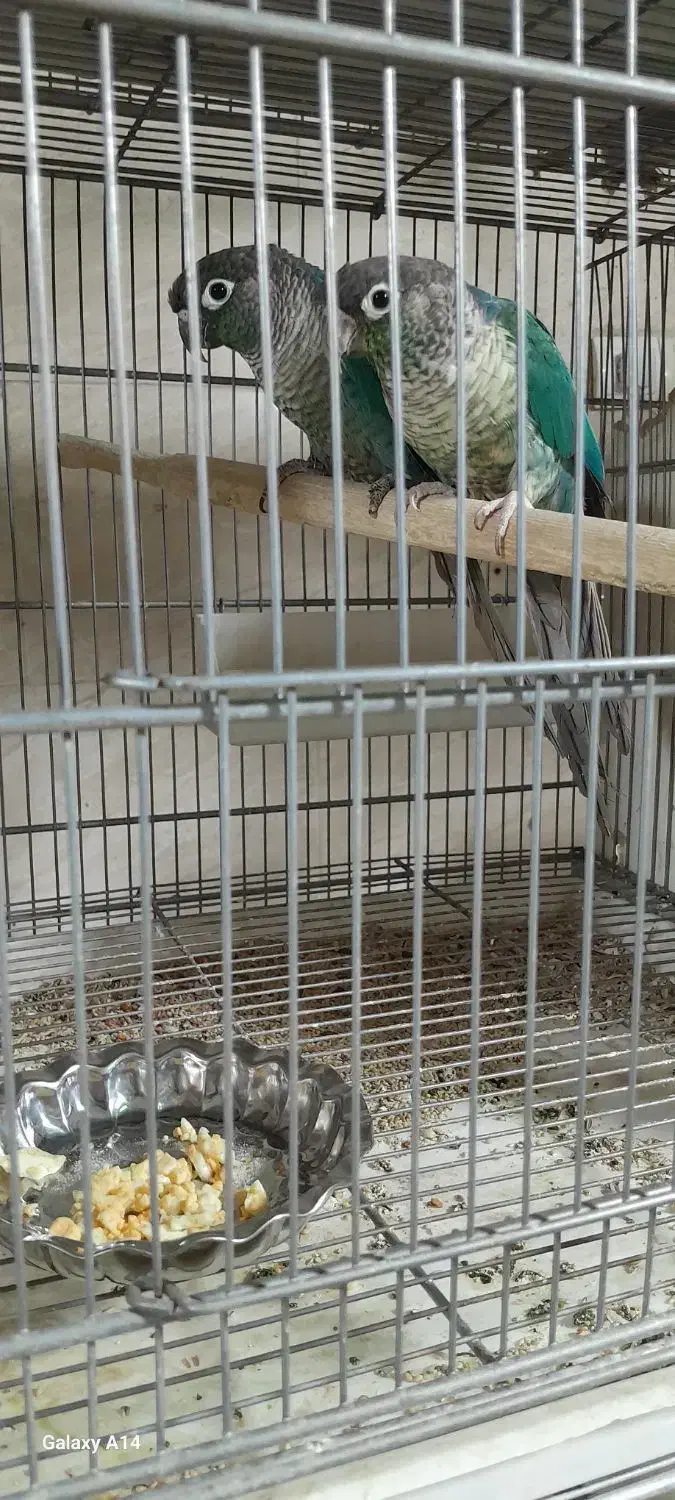 عروس هلندی مولد|پرنده|مشکین‌دشت, |دیوار