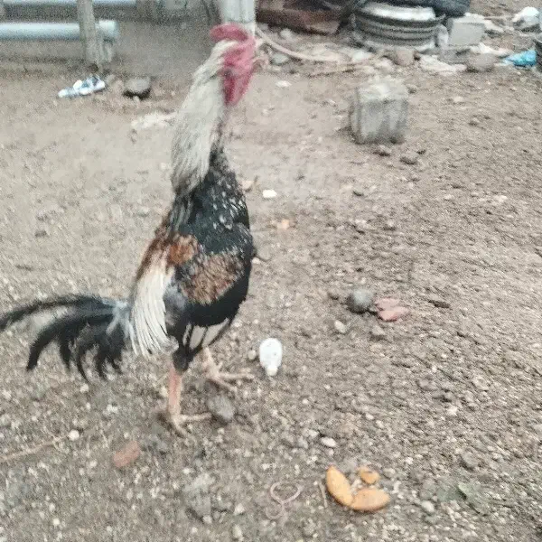 خروس لاری اصیل|حیوانات مزرعه|باسمنج, |دیوار