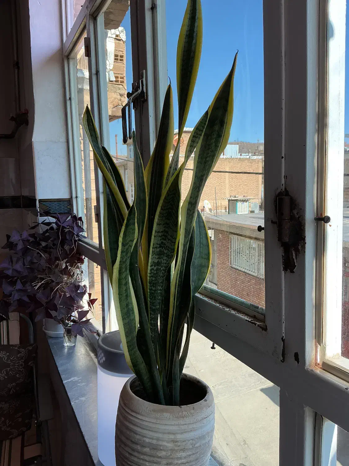 فروش گل|گل و گیاه طبیعی|ربط, |دیوار