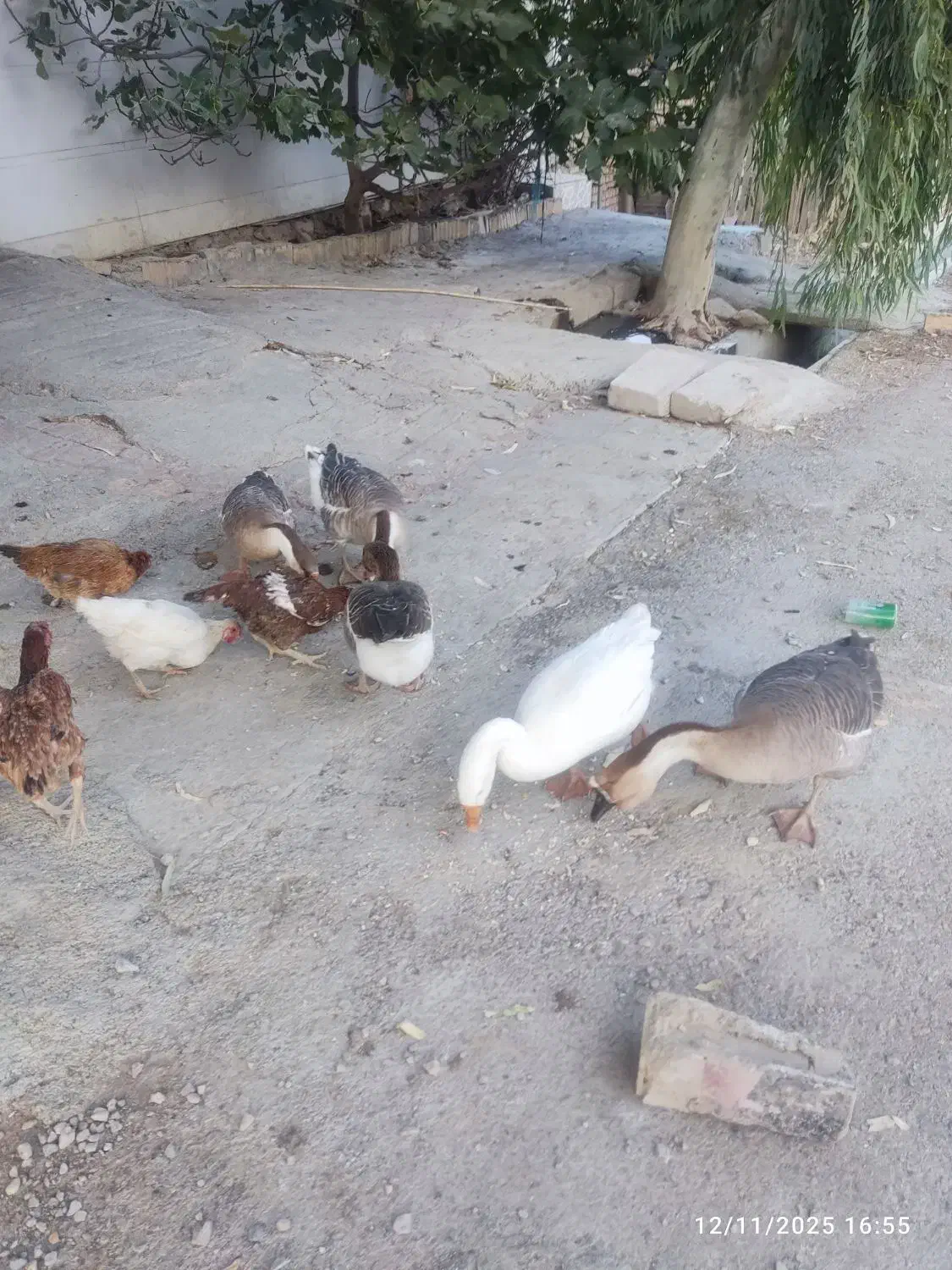 قوغاز|حیوانات مزرعه|آبدانان, |دیوار