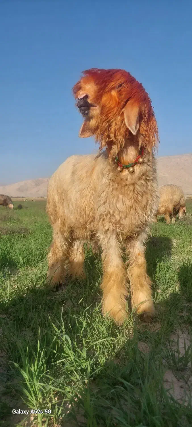 بره تخمی|حیوانات مزرعه|مسجد سلیمان, |دیوار