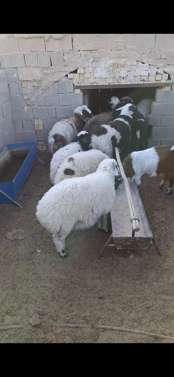 بره چاق 50کیلو|حیوانات مزرعه|شهر بابک, |دیوار