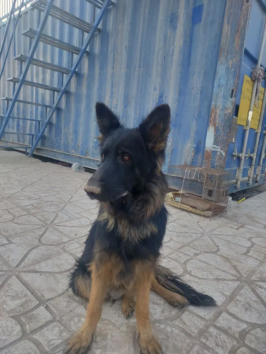 واگذاری ژرمن وپاکوتا|سگ|صباشهر, |دیوار