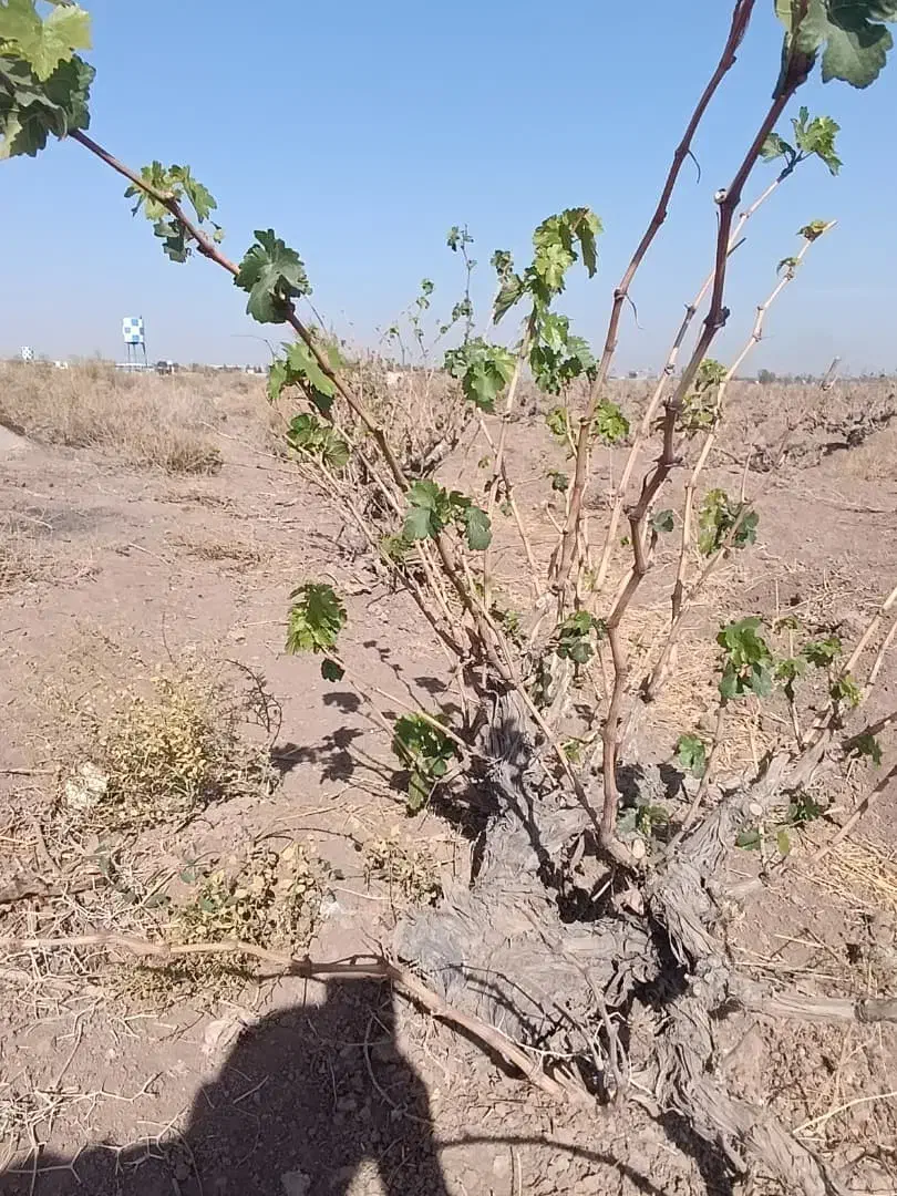 باغ انگوری|فروش زمین و ملک کلنگی|رباط‌کریم, انجم آباد|دیوار