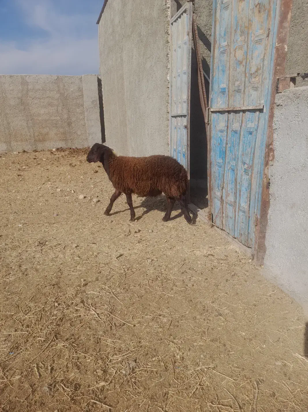 چهارتا بره نر هترو|حیوانات مزرعه|زرندیه, |دیوار