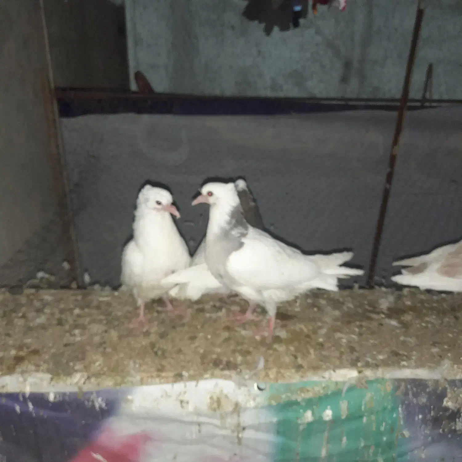 کبوتر طوقی|پرنده|شهریار, شهرک بهاران (ویره)|دیوار