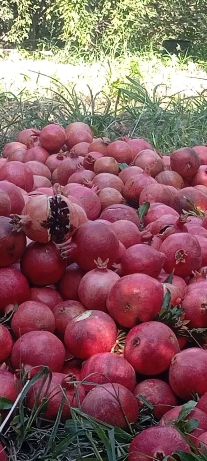 انار دانه زغالی جوشان|خوردنی و آشامیدنی|گلباف, |دیوار