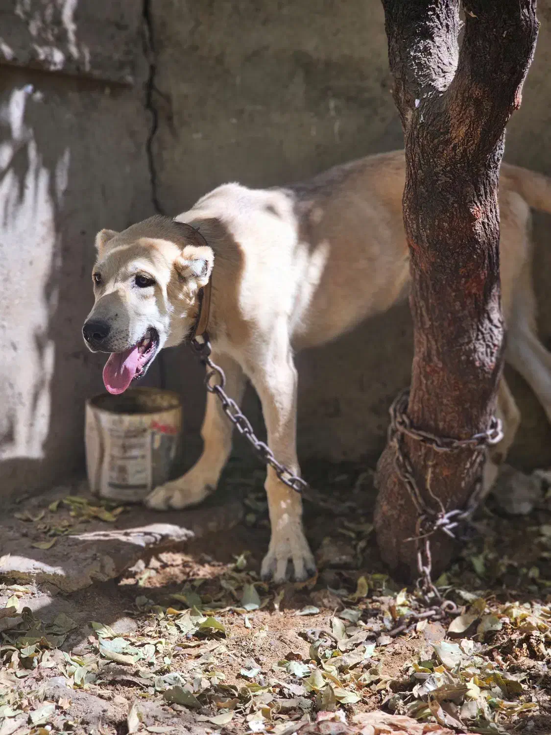 سگ گم شده|حیوانات|لار, |دیوار