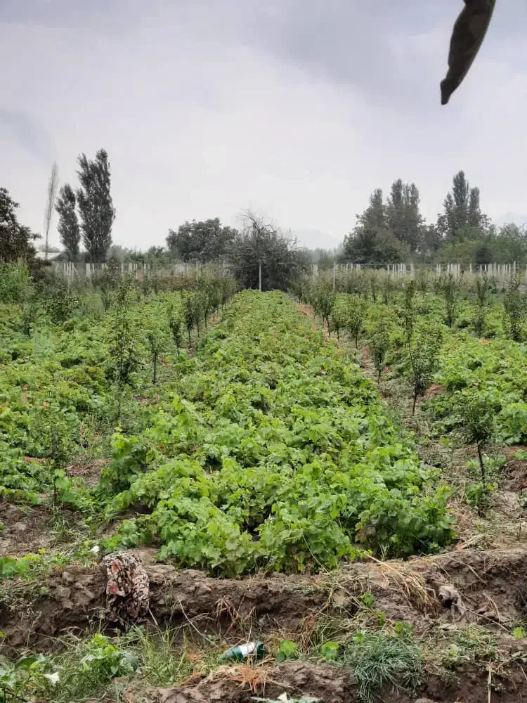پیش فروش نهال انگور سفید بی دانه|گل و گیاه طبیعی|نوشین شهر, |دیوار