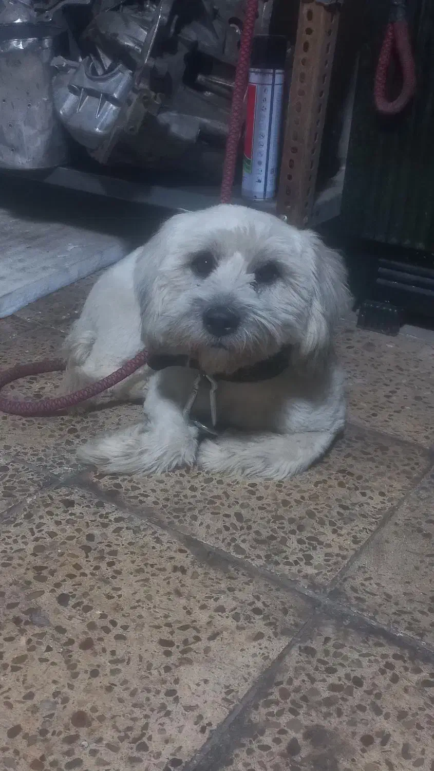 واگزاری سگ شیتزو|سگ|ایلام, |دیوار