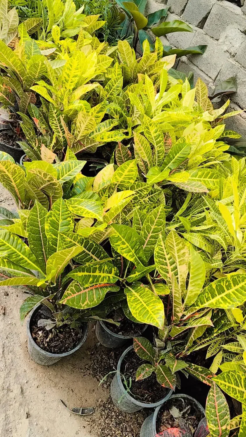 گل آپارتمانی دیفن باخیا و کاملیا و کروتن لوکس|گل و گیاه طبیعی|تبریز, |دیوار