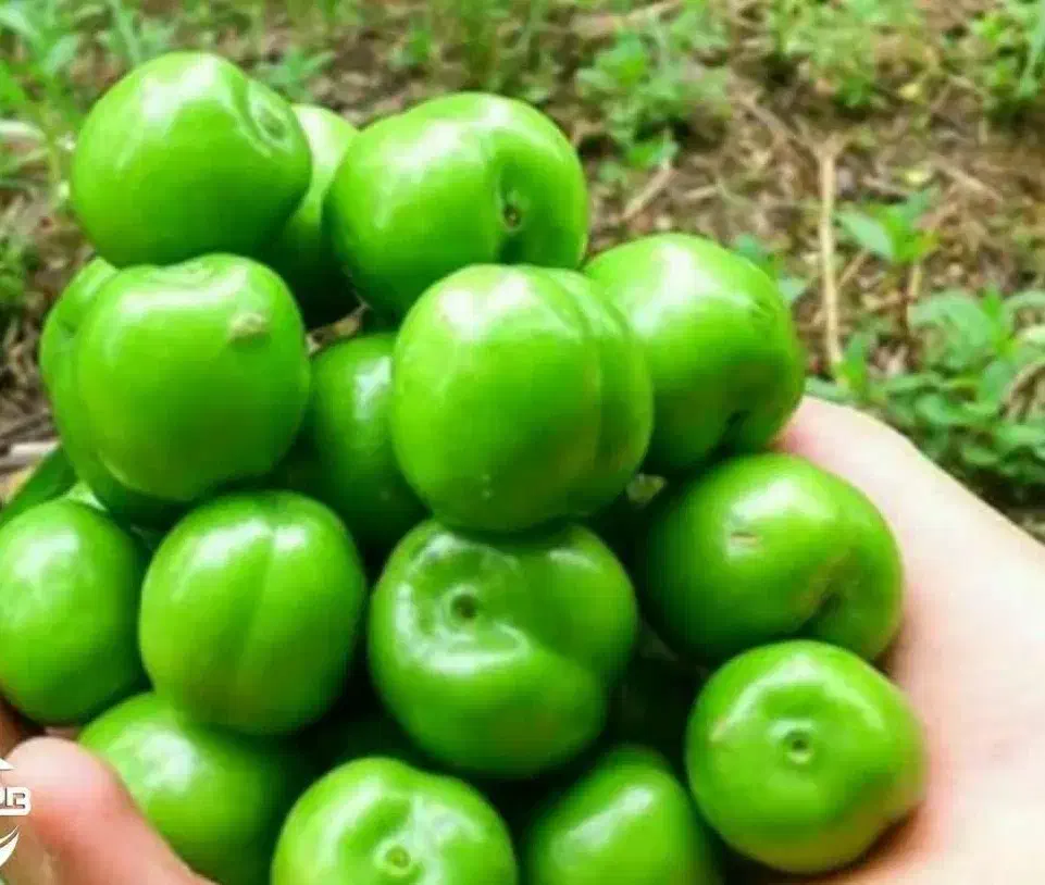 پیش فروش نهال گوجه سبز نخجوان|خدمات باغبانی و درختکاری|بابل, |دیوار