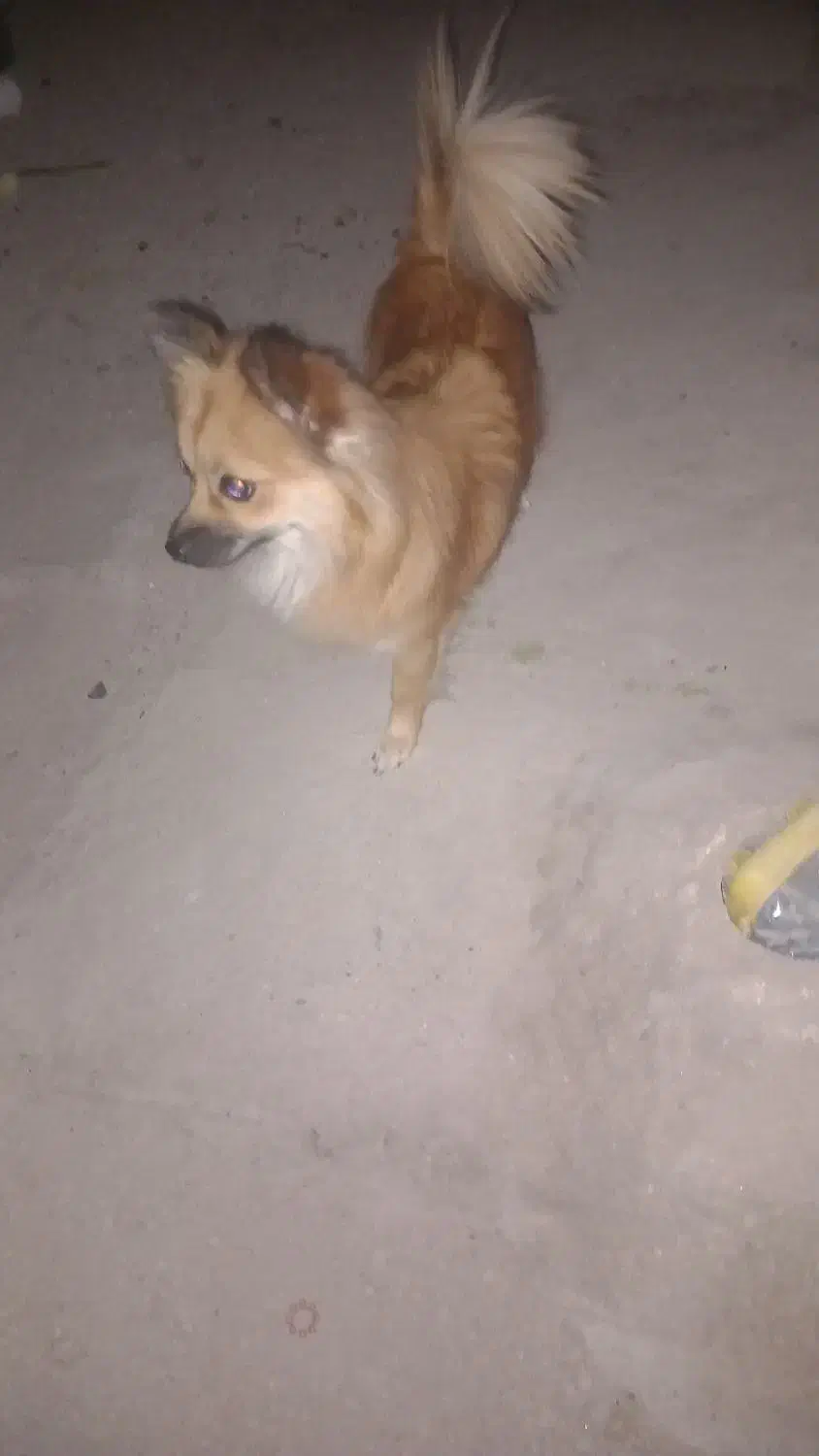 سگ پامر|سگ|بندرلنگه, |دیوار