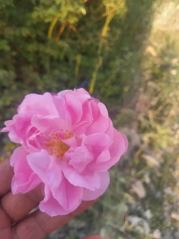 زمین کشاوری با گل محمدی|فروش زمین و ملک کلنگی|برزک, |دیوار