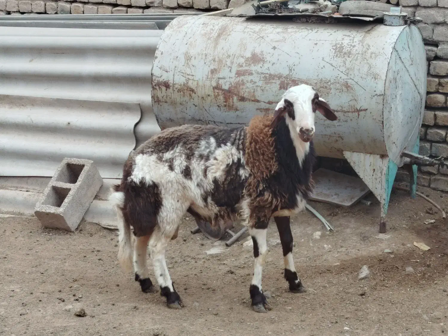 شیشک و بره قوچی|حیوانات مزرعه|سلیمان, |دیوار