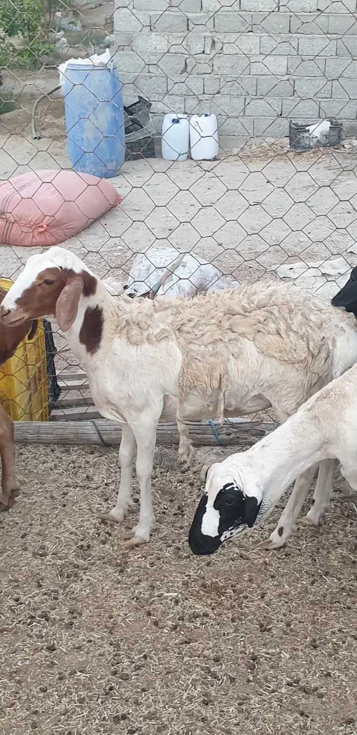 بره گوسفند میش برشن ماده|حیوانات مزرعه|بندرلنگه, |دیوار