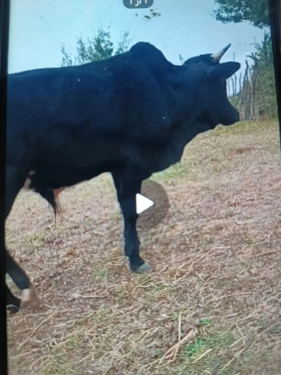 گاو نر ورزا چالوسی|حیوانات مزرعه|رودبار, |دیوار