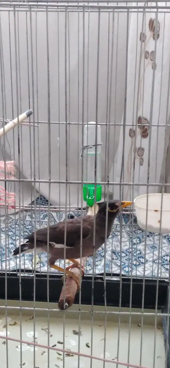 جوجه مرغ مینا|پرنده|پاکدشت, شهرک امام رضا|دیوار