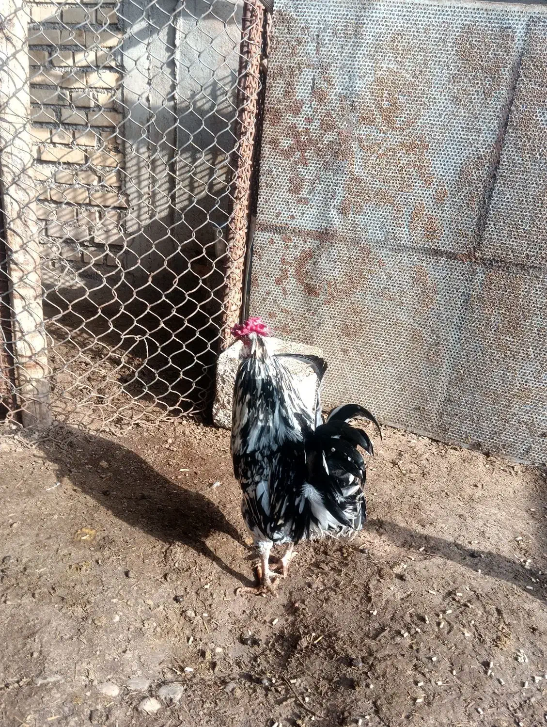 مرغ وخروس|حیوانات مزرعه|مسجد سلیمان, |دیوار