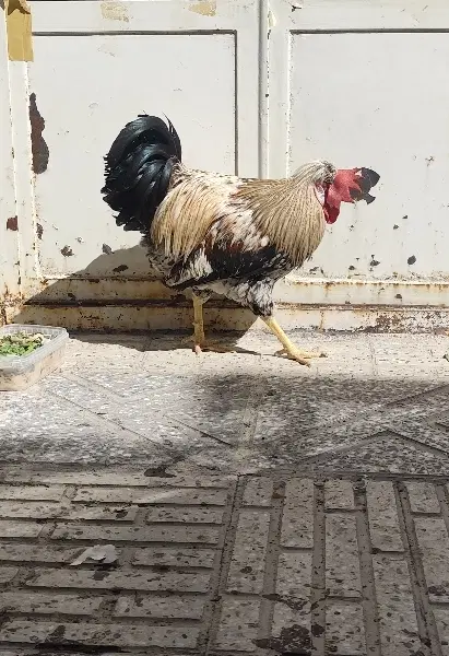 خروس|حیوانات مزرعه|اصفهان, فرودگاه|دیوار