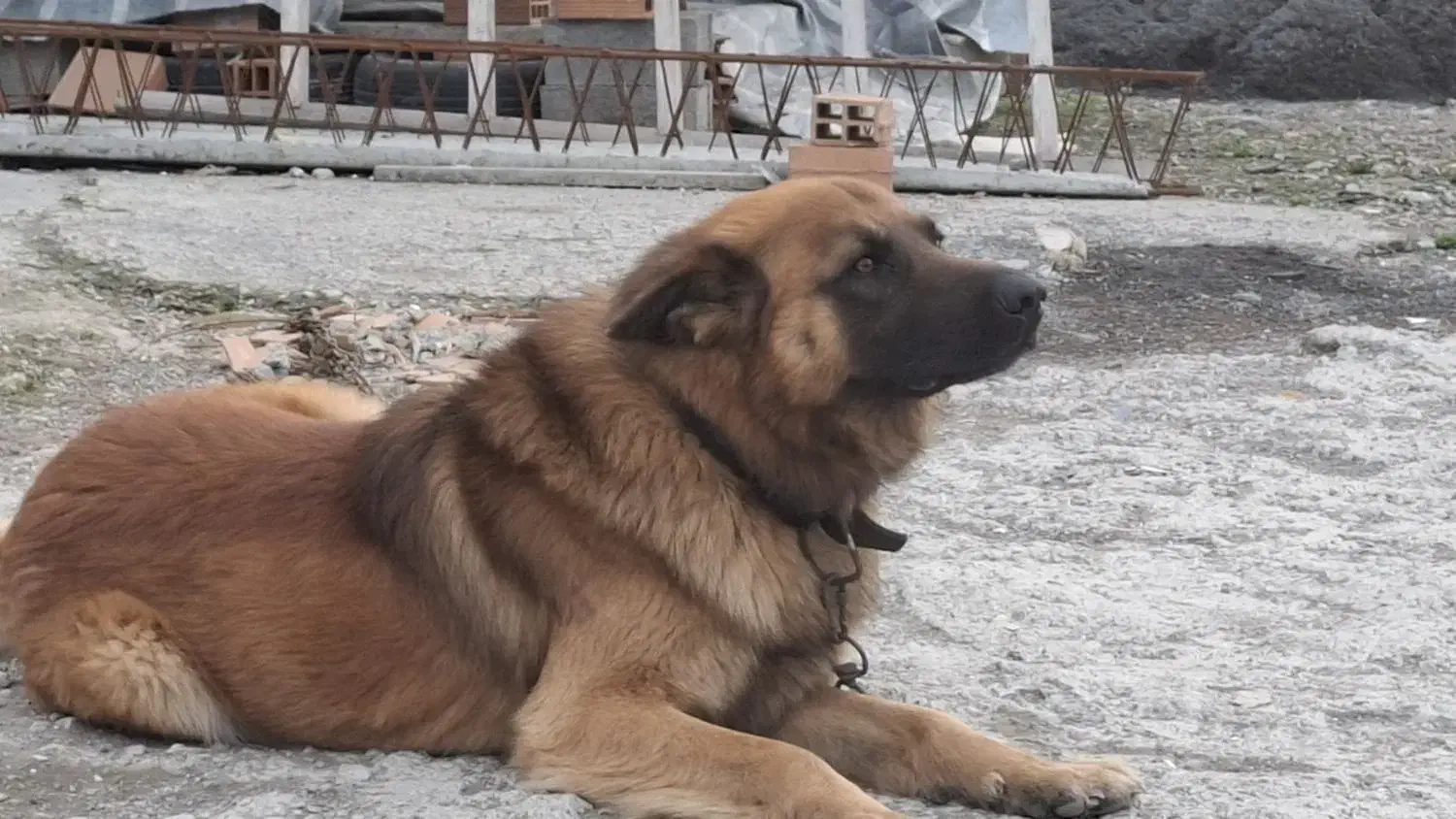 واگذاری سگ ژرمن نر نگهبان فوق العاده|سگ|نوشهر, |دیوار