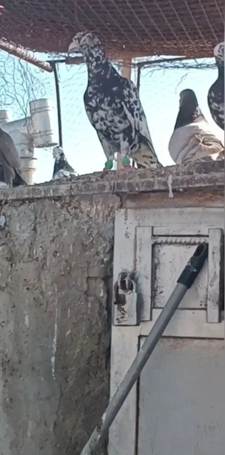 کفتر سرور|پرنده|شیراز, شهرک مهرگان|دیوار