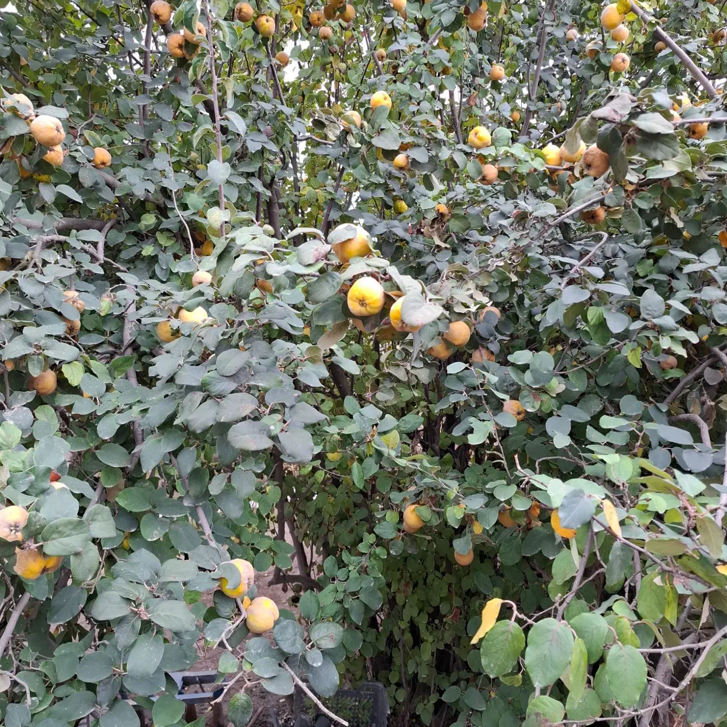 به محلی|خوردنی و آشامیدنی|گنبد کاووس, |دیوار