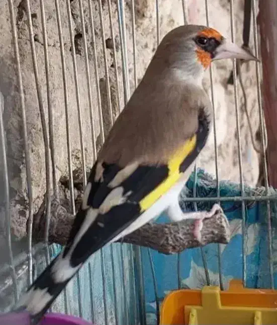 سهره نر و ماده|پرنده|اصفهان, شاهد|دیوار