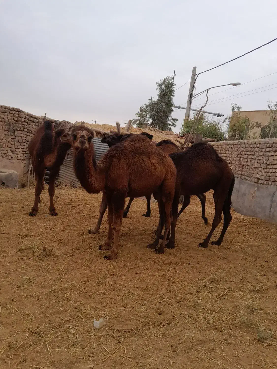 5 تا. شتر چاق|حیوانات مزرعه|قم, تعویض پلاک|دیوار