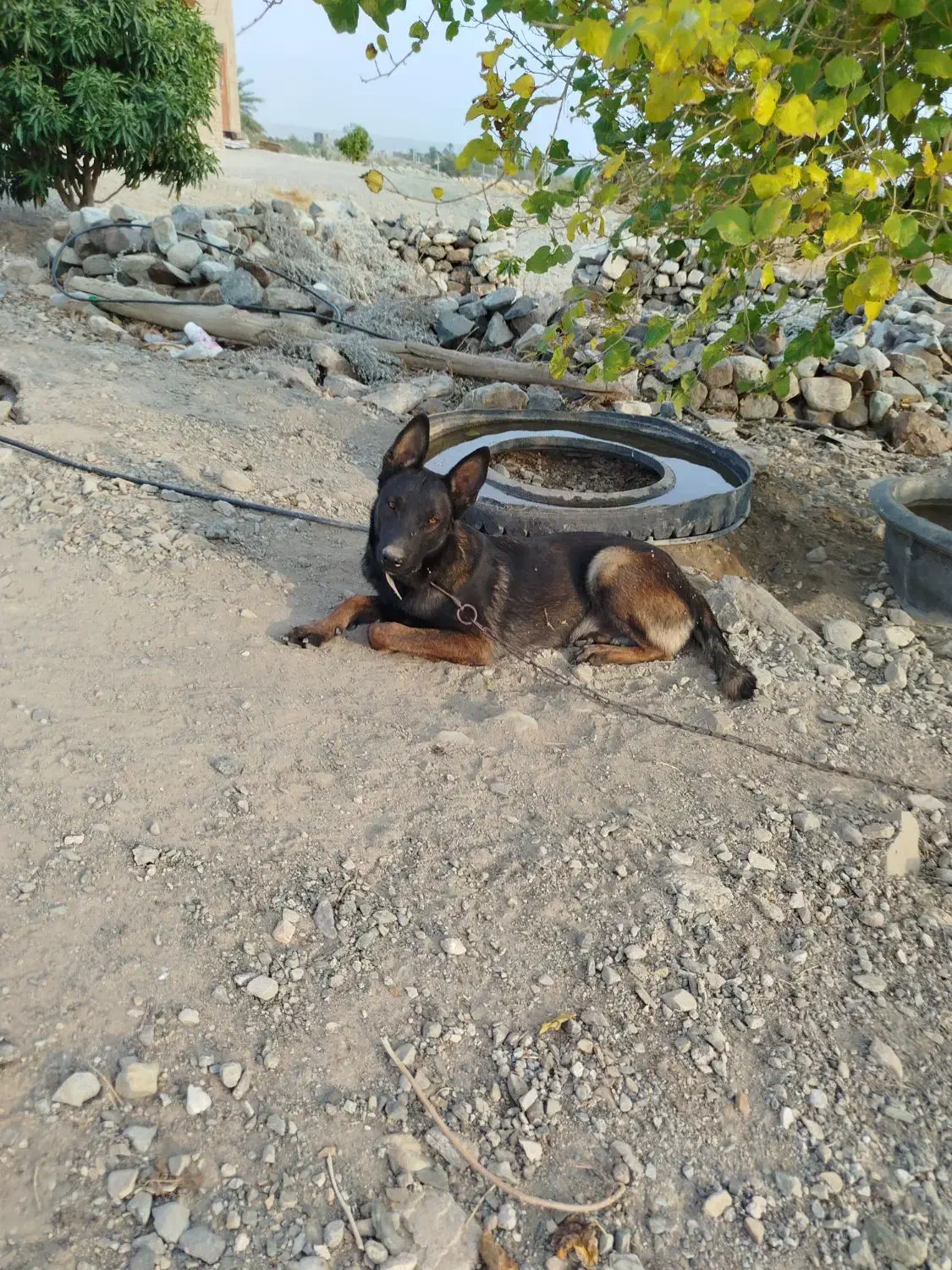 سگ مالینویز|سگ|جیرفت, |دیوار