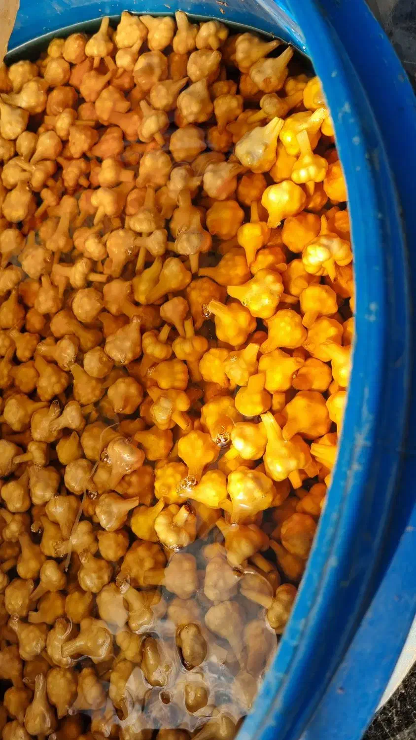 گلسیر|خوردنی و آشامیدنی|لنگرود, |دیوار