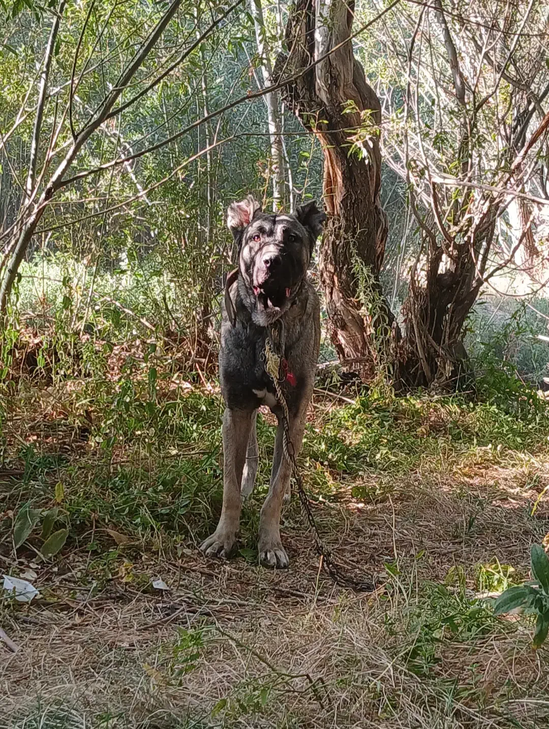 سگ گم شده|حیوانات|ملایر, |دیوار