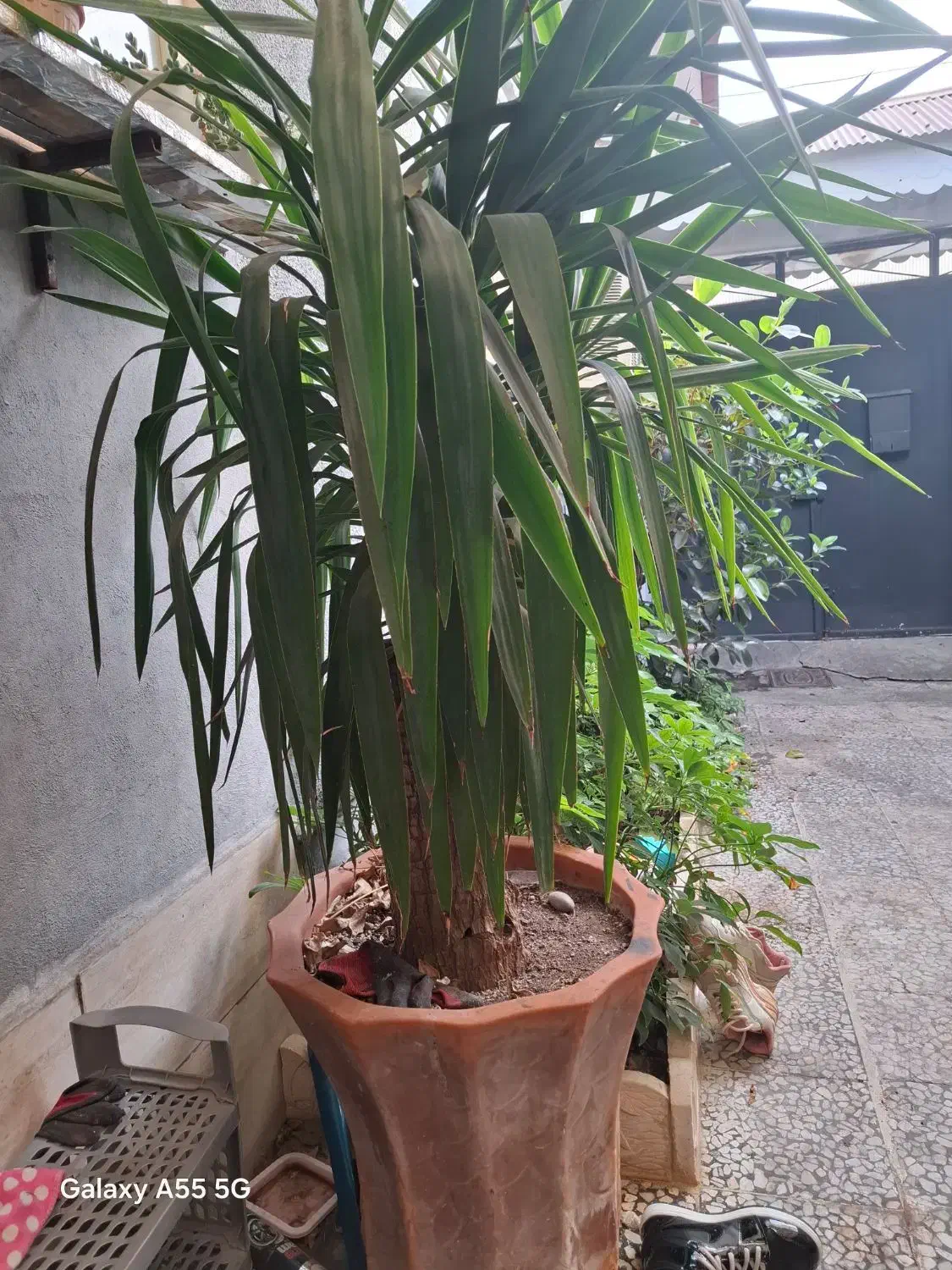 درخت یوکا چند ساله|گل و گیاه طبیعی|بندر انزلی, استادیوم|دیوار
