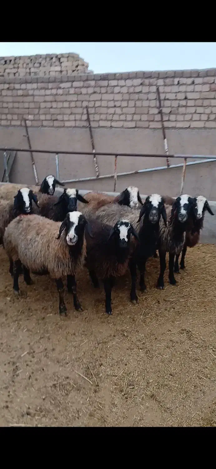 میش نژاد شال|حیوانات مزرعه|اسفرورین, |دیوار