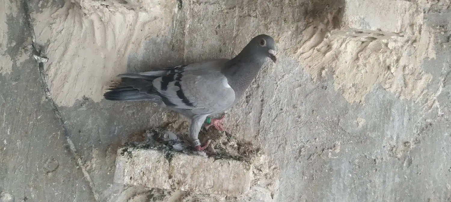 جوجه پلاکی هیچ پرگرفتنی جوجه نر|پرنده|اهواز, فرهنگ شهر|دیوار
