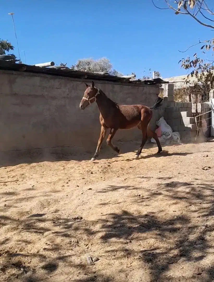 کره نریون خالص دره شور|اسب و تجهیزات اسبسواری|پاسارگاد, |دیوار