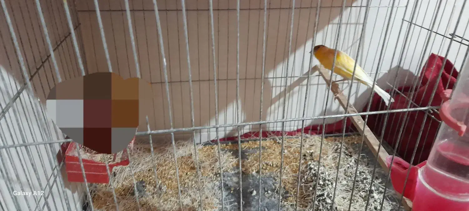 قناری|پرنده|هندیجان, |دیوار