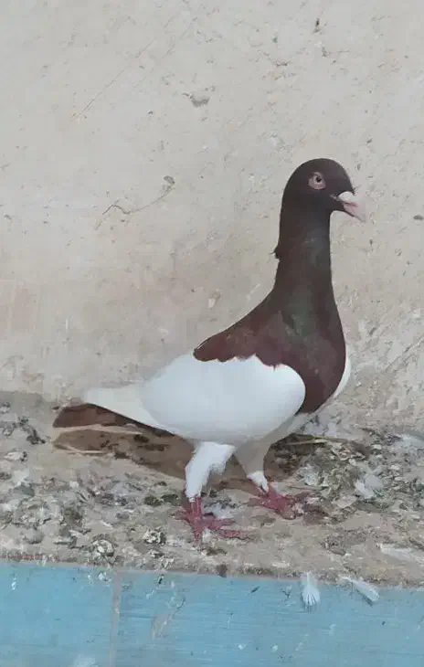 کبوتر یهودی پا بلند نر|پرنده|گنبد کاووس, |دیوار