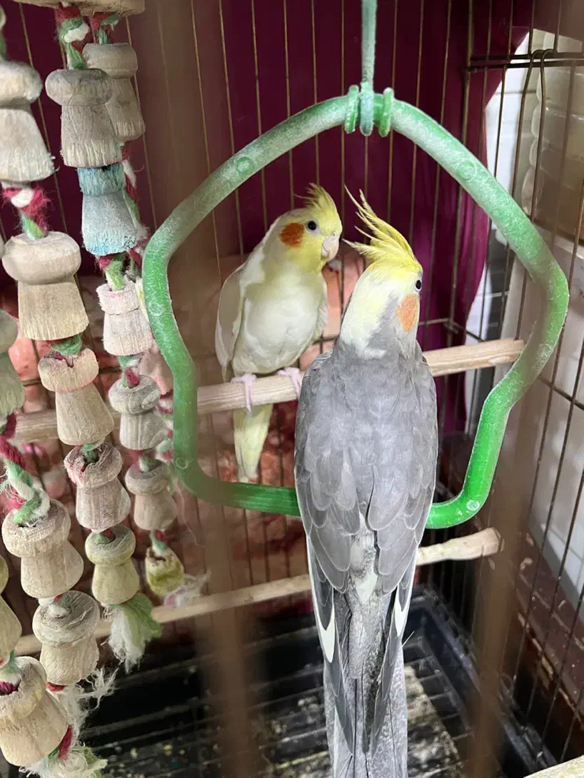 عروسهلندی نر|پرنده|گلستان (تهران), |دیوار