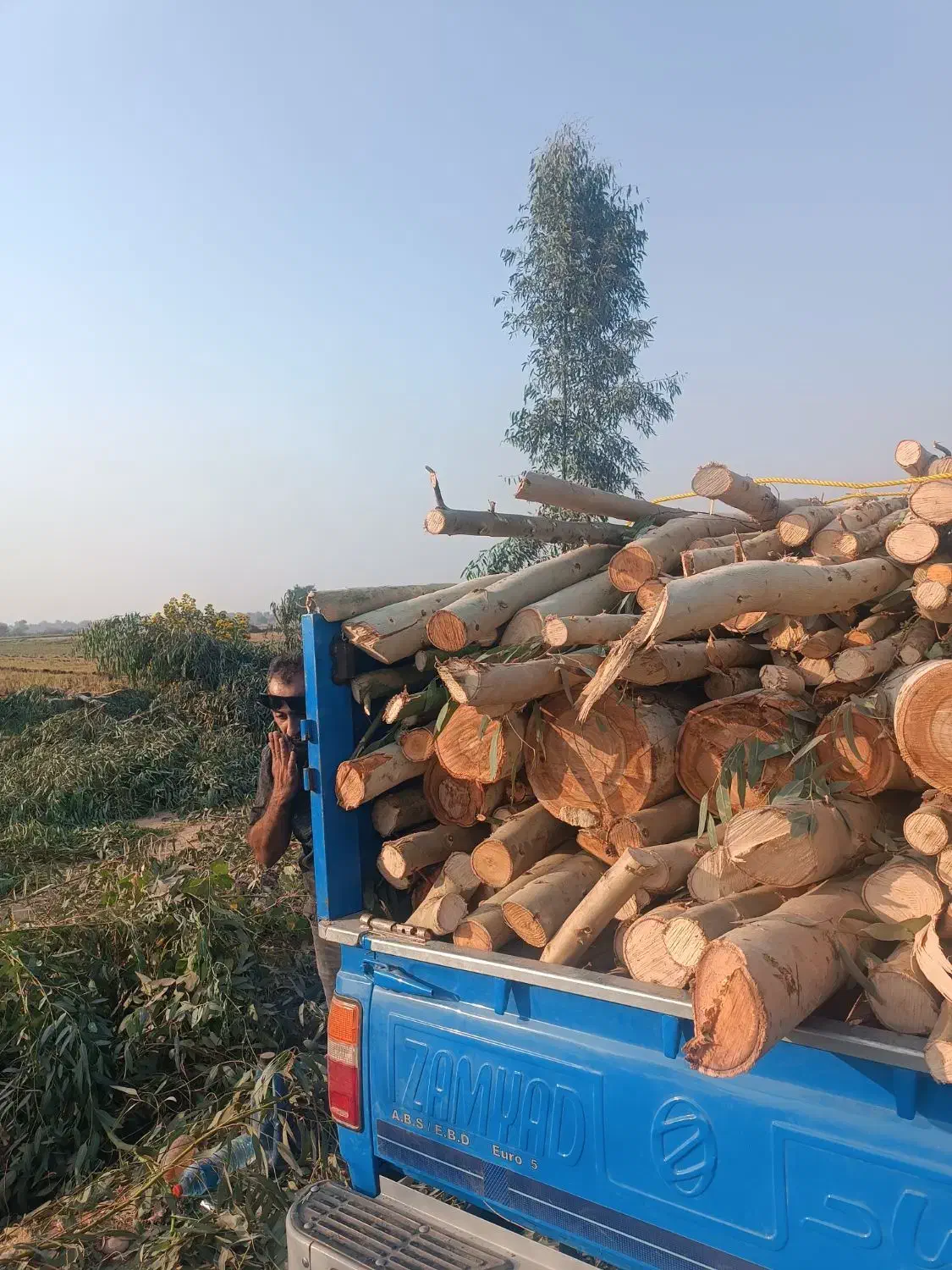 خرید انواع چوب|خدمات باغبانی و درختکاری|شوشتر, |دیوار