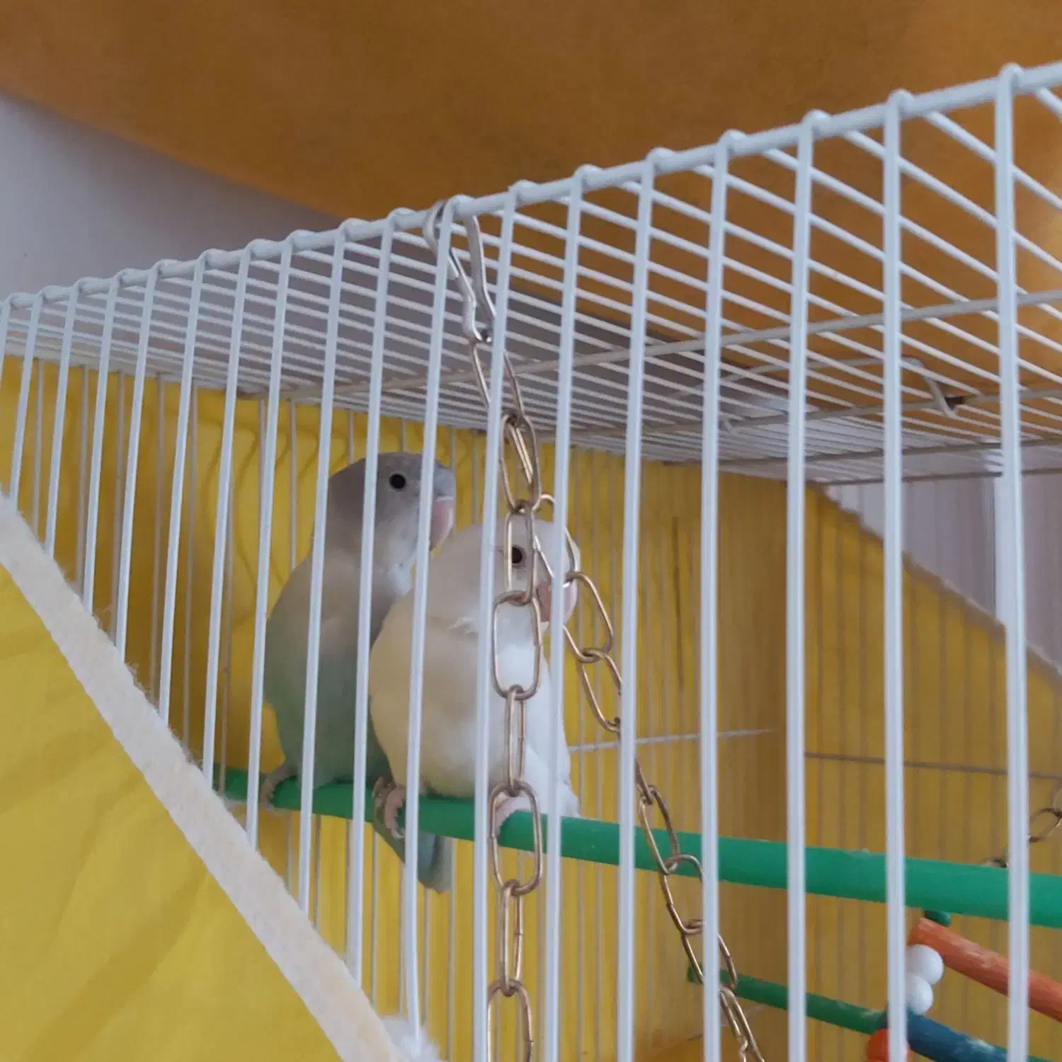 کوتوله برزیلی جفت خوشرنگ|پرنده|مشهد, تلگرد|دیوار