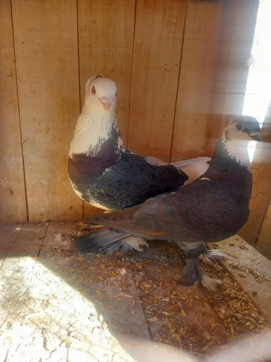 کفتر|پرنده|قم, باغ کرباسی|دیوار